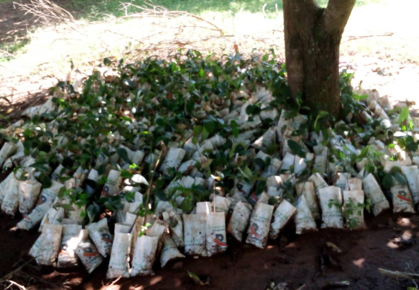 Fruit tree seedlings ready for planting